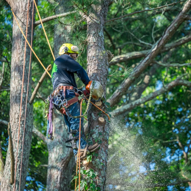 Professional Tree Services You Can Trust